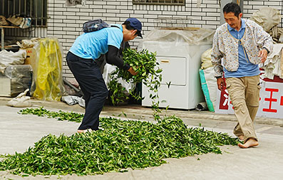 曬茶菁
